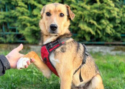 Reserved: Tiffany- 1,5-2 years old medium girl -calm & incredibly balanced- Ukraine war dog-arrival 29 May