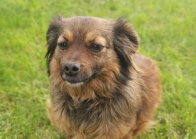 Reserved: Maika -1.5-year-old tiny girl- gentle & affectionate- Ukraine war dog-arrival 29 May