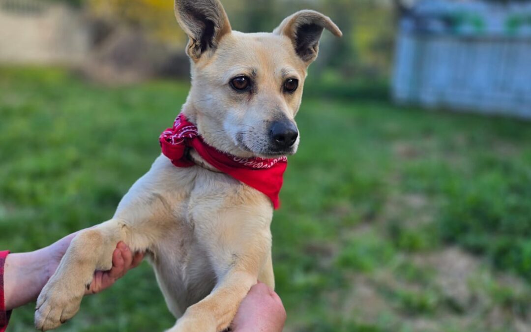 Reserved: Stella- 2-year-old small-to-lower-medium girl- balanced & trustful-Ukraine war dog-arrival 26 June