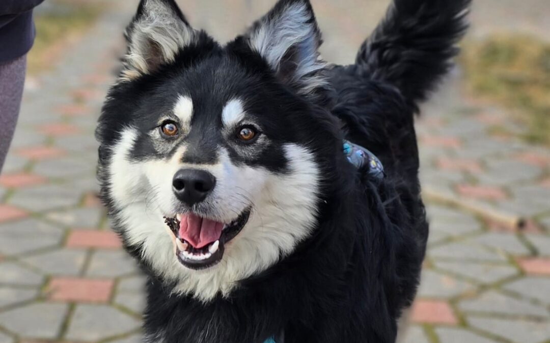 Reserved: Petrus – 9-month-old medium boy- Ukraine war dog-arrival 26 June