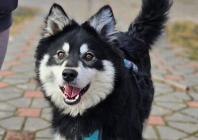 Reserved: Petrus – 9-month-old medium boy- Ukraine war dog-arrival 26 June