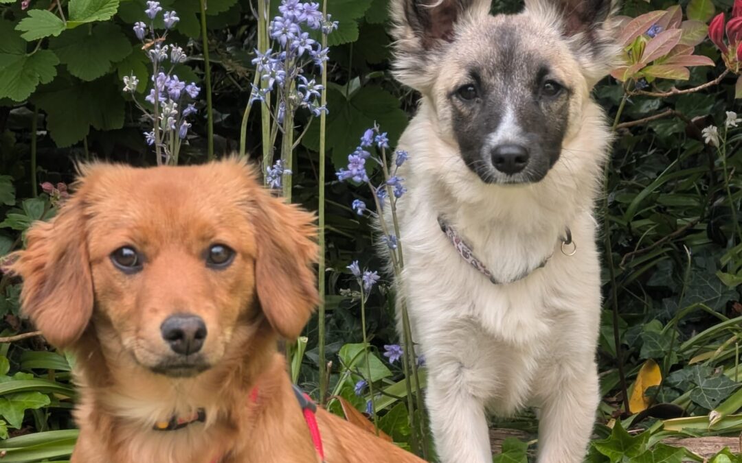 UK Based (Barnsley S75): Not Siblings But Bonded ❤️CANDY & ESMERALDA❤️- small size 9 months old girls- miniature Dachshund & Chihuahua crosses