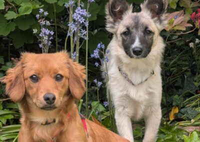 UK Based (Barnsley S75): Not Siblings But Bonded ❤️CANDY & ESMERALDA❤️- small size 9 months old girls- miniature Dachshund & Chihuahua crosses