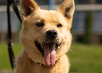 Oscar-1,5 years old young upper-medium boy- Ukraine war dog-arrival mid-August