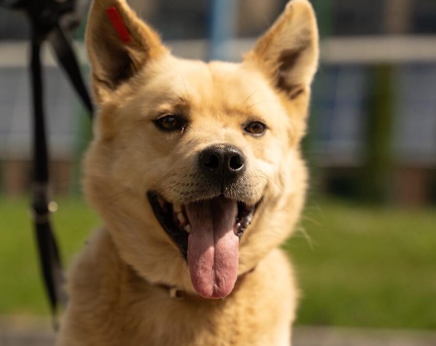 Oscar-1,5 years old young upper-medium boy- Ukraine war dog-arrival 26 June