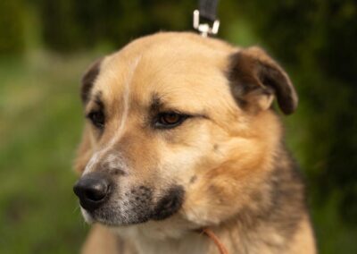 Reserved: Oliver-1.5-year-old low-medium boy- Ukraine war dog-arrival 26 June