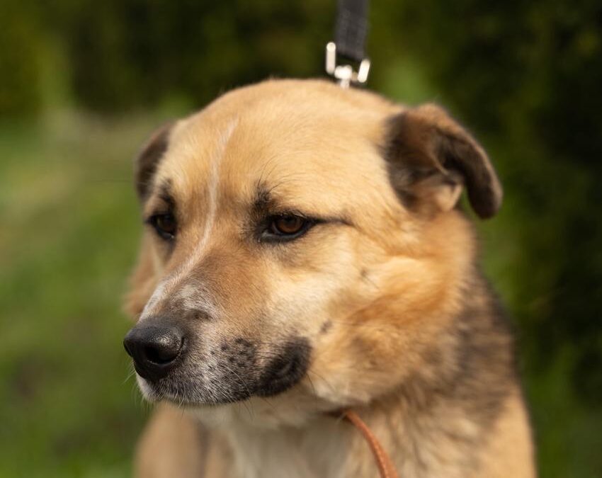 Oliver-1.5-year-old low-medium boy- Ukraine war dog-arrival 26 June