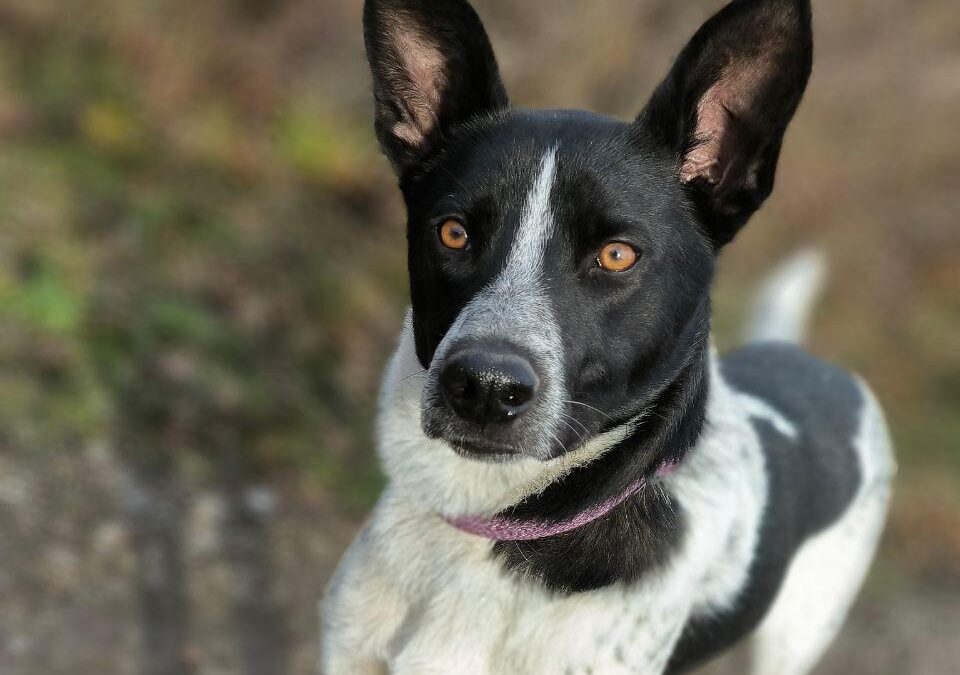Reserved: Levko-1.5-year-old medium boy- Ukraine war dog-arrival mid-August