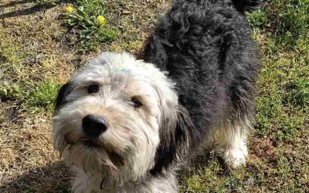 Reserved: Thomas-1-year-old lower-medium boy- Ukraine war dog-arrival 26 June