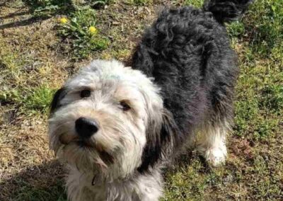 Reserved: Thomas-1-year-old lower-medium boy- Ukraine war dog-arrival 26 June