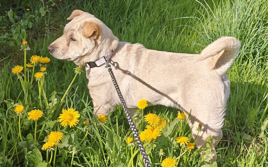 Reserved: Laima- 8-month-old small-to-medium girl- Shar Pei cross- Ukraine war dog-arrival 26 June