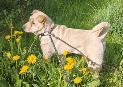 Reserved: Laima- 8-month-old small-to-medium girl- Shar Pei cross- Ukraine war dog-arrival 26 June