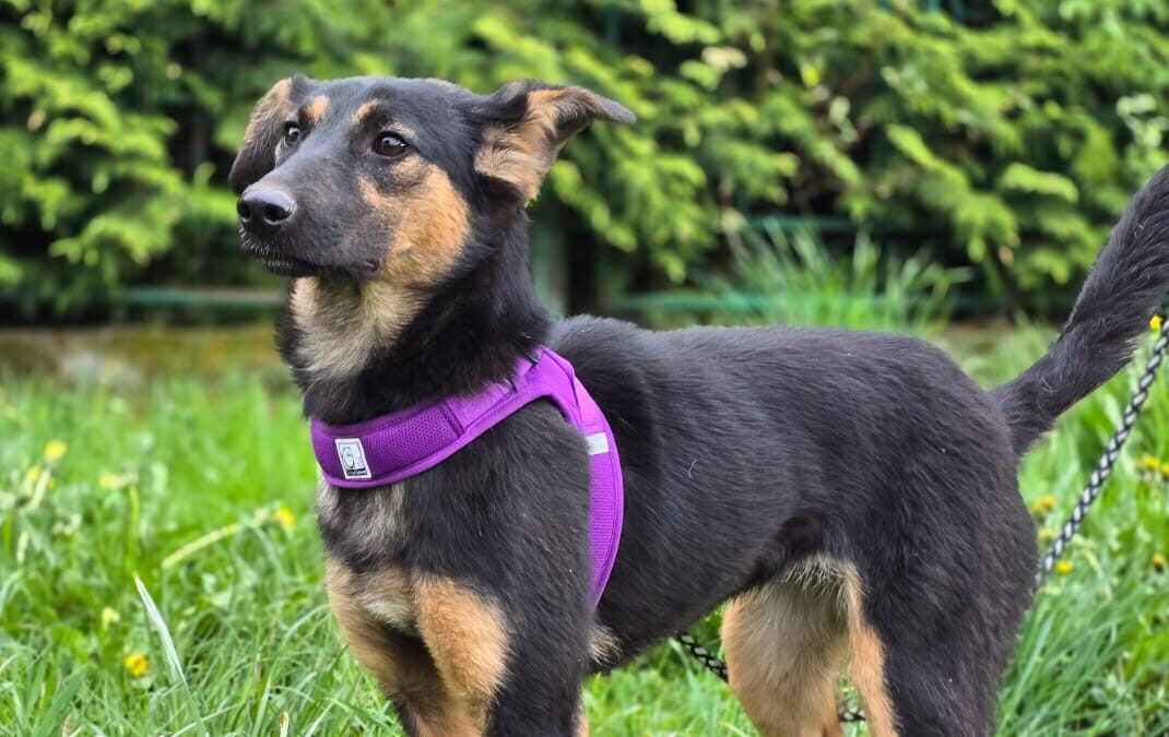 Gina-1-year-old low-medium (to the knee) girl- Ukraine war dog-arrival mid-August
