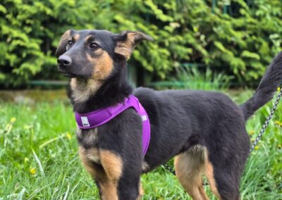 Gina-1-year-old low-medium (to the knee) girl- Ukraine war dog-arrival mid-August