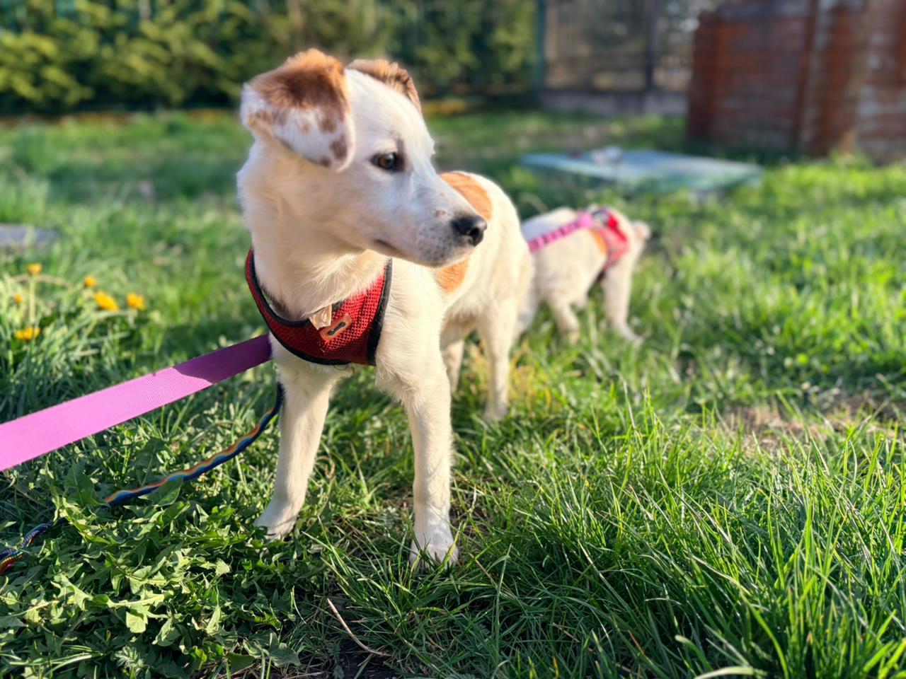 Aisy & Basia -7.5-month-old small girls- Ukraine war dog-arrival 26 ...