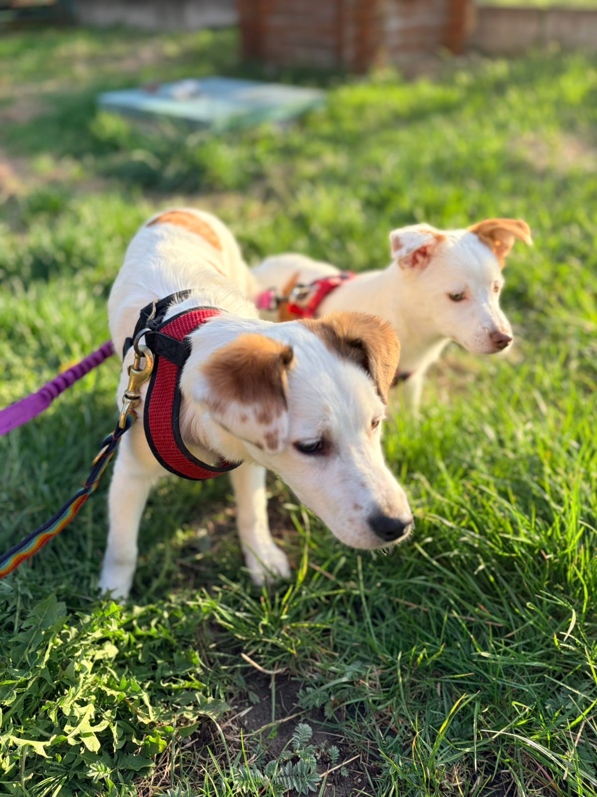 Aisy & Basia -7.5-month-old small girls- Ukraine war dog-arrival 26 ...