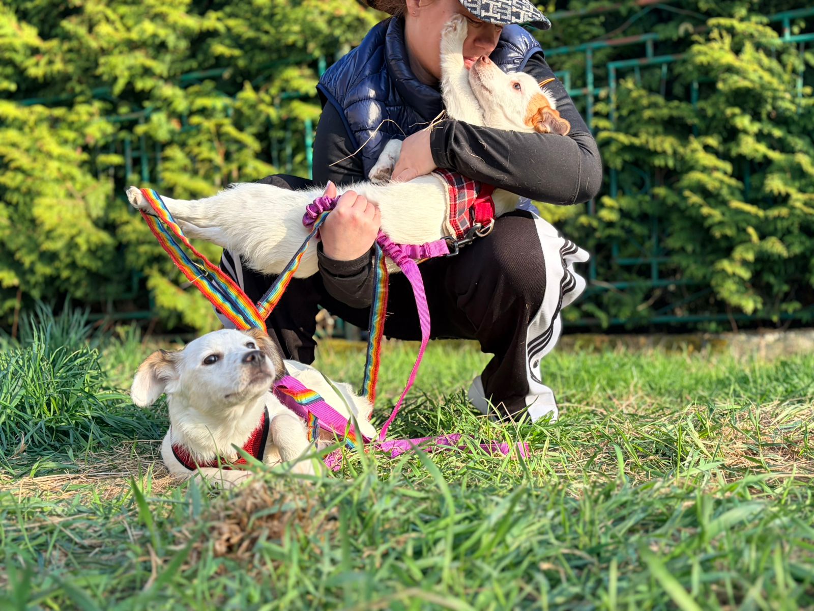 Aisy & Basia -7.5-month-old small girls- Ukraine war dog-arrival 26 ...