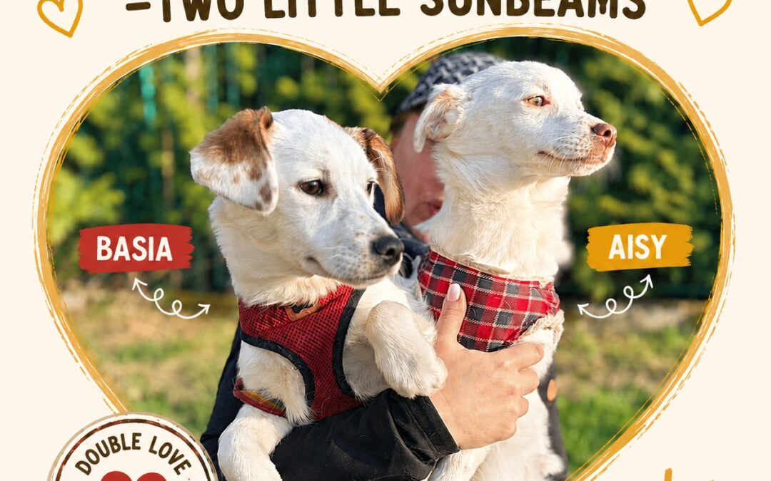 Aisy & Basia -7.5-month-old small girls- Ukraine war dog-arrival 26 June