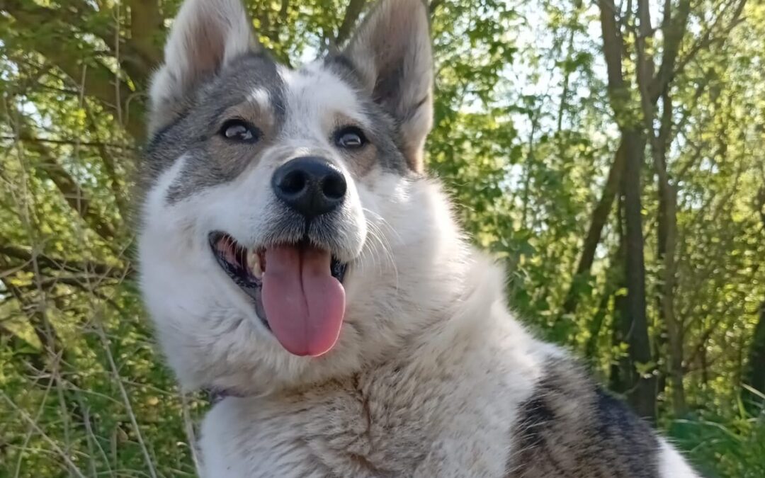 Reserved: April-3-year-old medium girl- Ukraine war dog-arrival 26 June