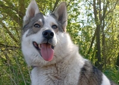 Reserved: April-3-year-old medium girl- Ukraine war dog-arrival 26 June