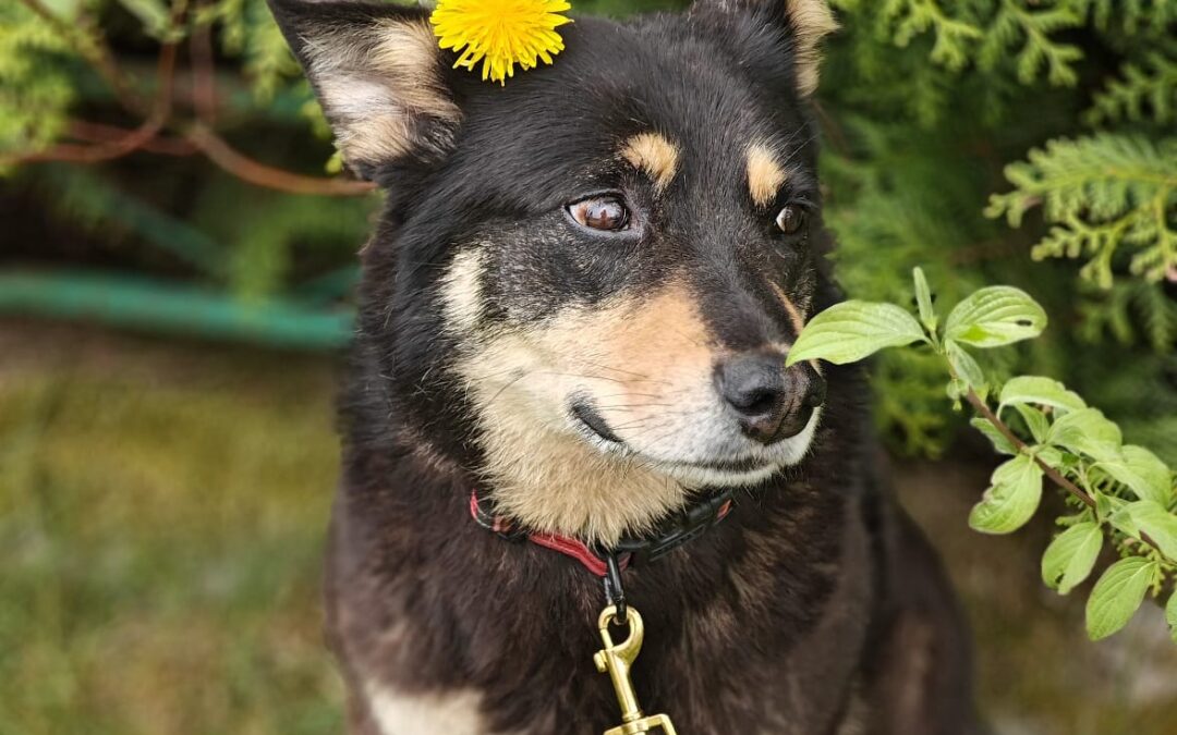Pammie- 6-year-old lower-medium to medium girl- Ukraine war dog-arrival mid-August
