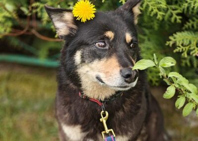 Pammie- 6-year-old lower-medium to medium girl- Ukraine war dog-arrival mid-August