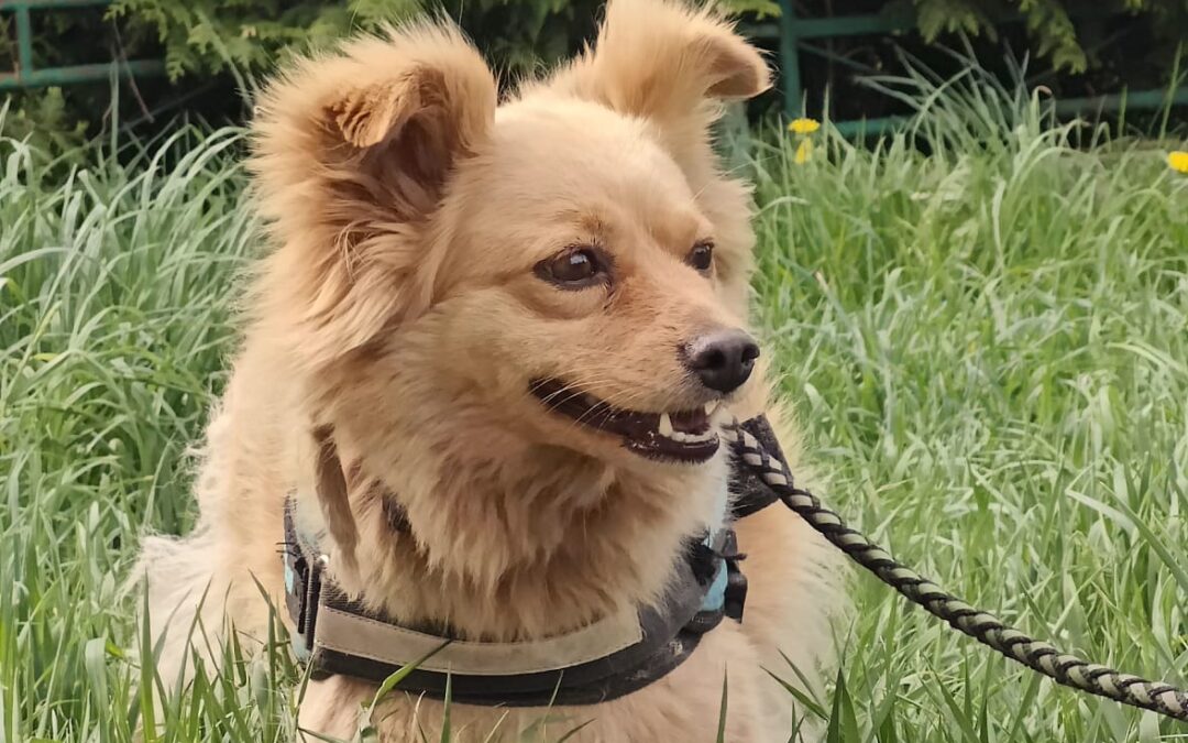 Reserved: Lorena-3-year-old lower-medium (below the knee) girl- Ukraine war dog-arrival 26 June