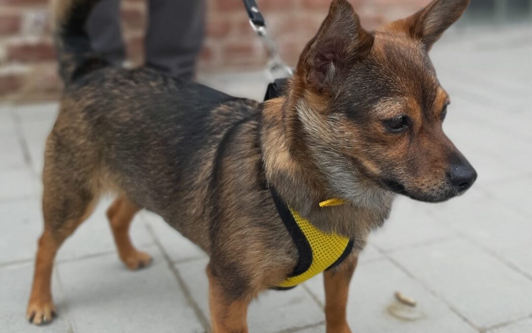 Reserved: Sonia -2-year-old tiny Chihuahua cross girl- Ukraine war dog-arrival 26 June