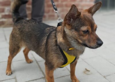 Reserved: Sonia -2-year-old tiny Chihuahua cross girl- Ukraine war dog-arrival 26 June