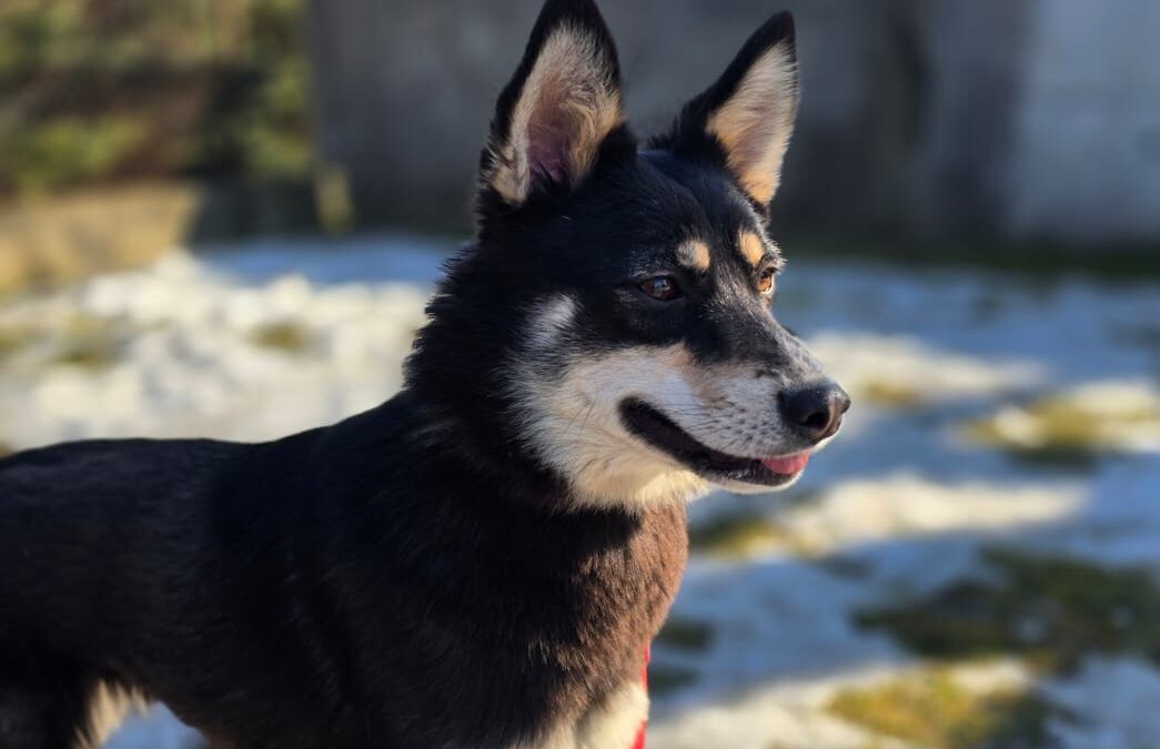Hanna-1-year-old lower-medium (below the knee) girl- Ukraine war dog-arrival mid-August