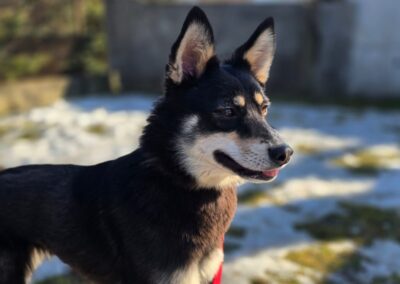 Hanna-1-year-old lower-medium (below the knee) girl- Ukraine war dog-arrival mid-August