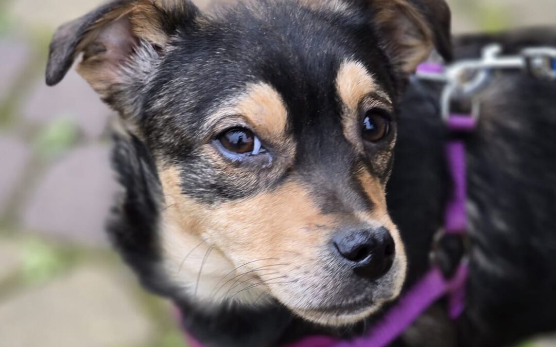 Reserved: Bebe-9-month-old small girl-Chihuahua cross- Ukraine war dog-arrival 26 June