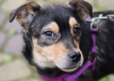 Reserved: Bebe-9-month-old small girl-Chihuahua cross- Ukraine war dog-arrival 26 June