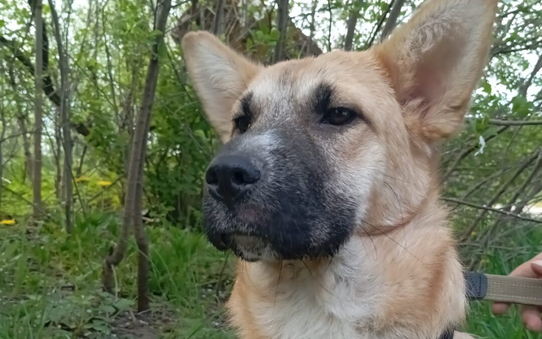 Reserved: Viola -1-year-old lower-medium (very below the knee) girl- Ukraine war dog-arrival mid-August
