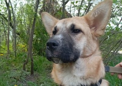 Reserved: Viola -1-year-old lower-medium (very below the knee) girl- Ukraine war dog-arrival mid-August