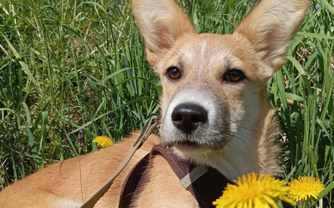 Reserved: Della -1-year-old small-to-low medium girl- Ukraine war dog-arrival 26 June