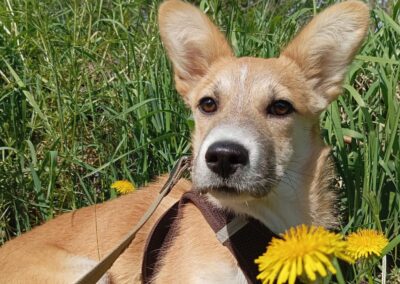 Reserved: Della -1-year-old small-to-low medium girl- Ukraine war dog-arrival 26 June