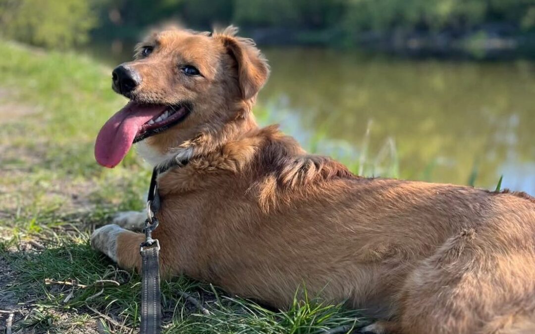 Reserved: Keira-8–9-month-old small girl- Ukraine war dog-arrival 26 June