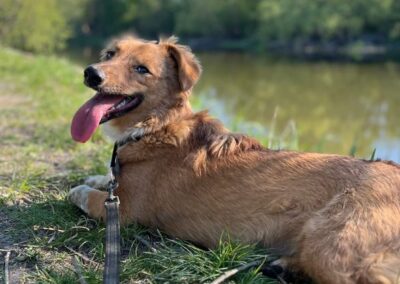 Reserved: Keira-8–9-month-old small girl- Ukraine war dog-arrival 26 June
