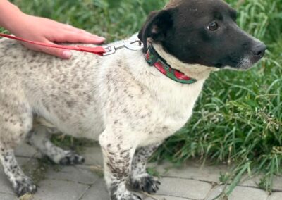 Atlas -2-year-old small boy- cheerful&affectionate- Jack Russel cross- Ukraine war dog-arrival 26 June