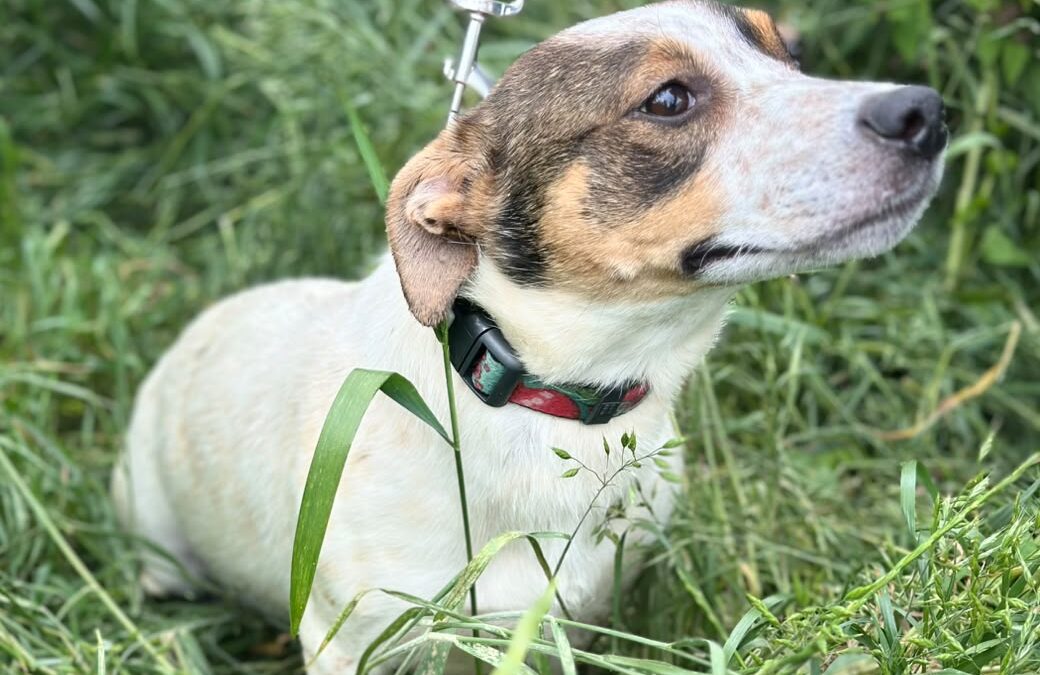 Reserved: Jazz- 2-year-old small boy- Jack Russel cross- Ukraine war dog-arrival 26 June