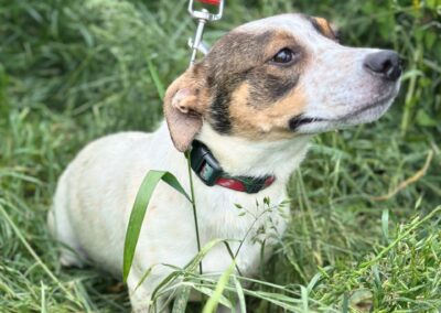 Reserved: Jazz- 2-year-old small boy- Jack Russel cross- Ukraine war dog-arrival 26 June
