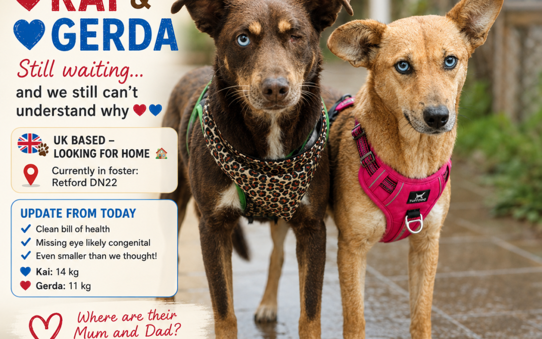 URGENT: UK Based (Retford, DN22): Kai 💙& Gerda ❤️- Smaller Than You Imagine, Better Than You Think- 2 years old – bonded pair-lower-medium- loving & trustful- Adoption Fee Payment Plan