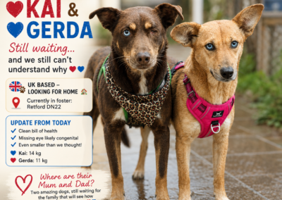 URGENT: UK Based (Retford, DN22): Kai 💙& Gerda ❤️- Smaller Than You Imagine, Better Than You Think- 2 years old – bonded pair-lower-medium- loving & trustful- Adoption Fee Payment Plan