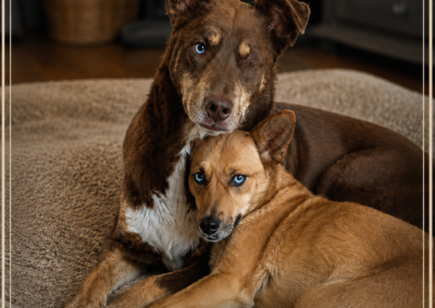 UK Based (Retford, DN22): Kai 💙& Gerda ❤️- No A Wrong Bone- 2 years old – bonded pair-lower-medium- loving & trustful- Adoption Fee Payment Plan