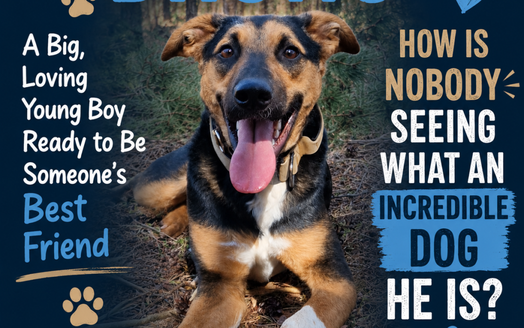UK Based (Surrey GU22 ): Bruno- 15 month-old boy- Large size-Reduced Adoption fee