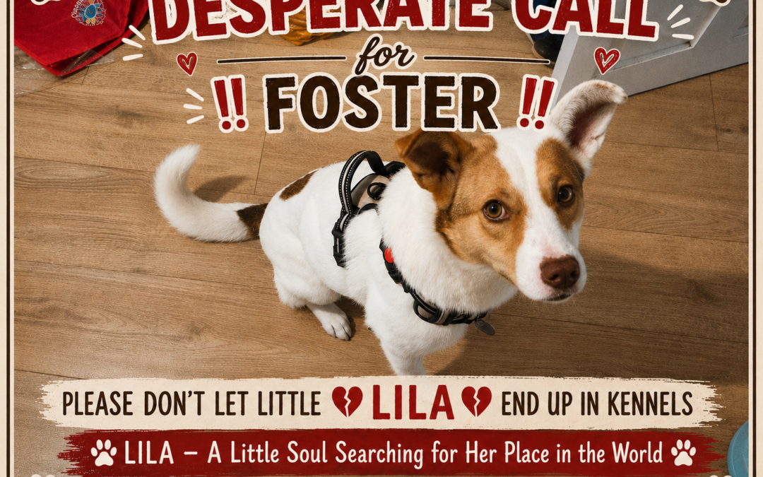 VERY URGENT- IN RISK OF KENNELS!!: Located Nottingham NG5:Lila -19-month-old low- medium-sized girl- (to the knee)- IN RISK OF KENNELS