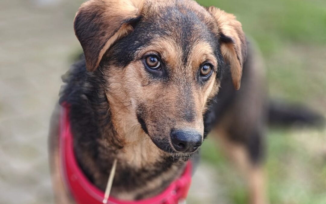 UK Based (Hertfordshire):Yasia – 9-10 month-old lower-medium girl -gentle&affectionate
