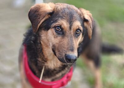 UK Based (Hertfordshire):Yasia – 9-10 month-old lower-medium girl -gentle&affectionate