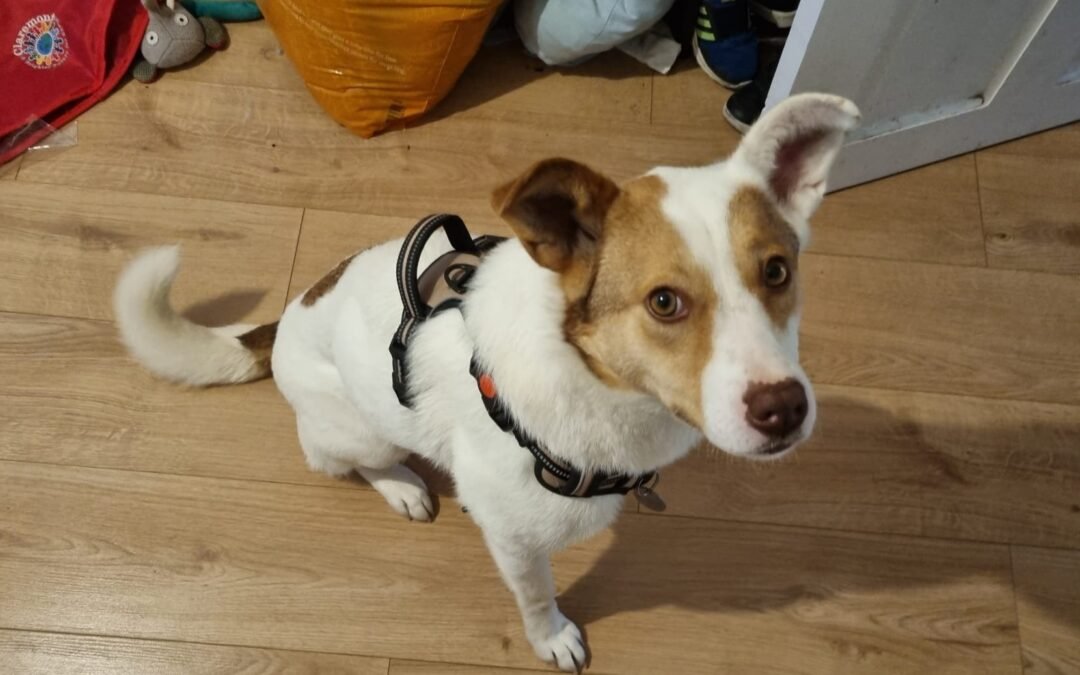 Reserved: UK BASED: Located Nottingham NG5:Lila -19-month-old low- medium-sized girl- (to the knee)
